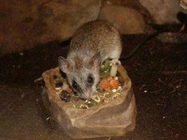 范湖鼠类防控——餐饮厨房怎么有效防控老鼠